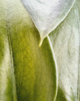 Alocasia Brisbanesis X odora Tiny Dancers - Perfectly Imperfect Plants