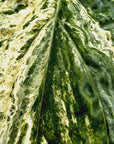 Amydrium medium Variegata