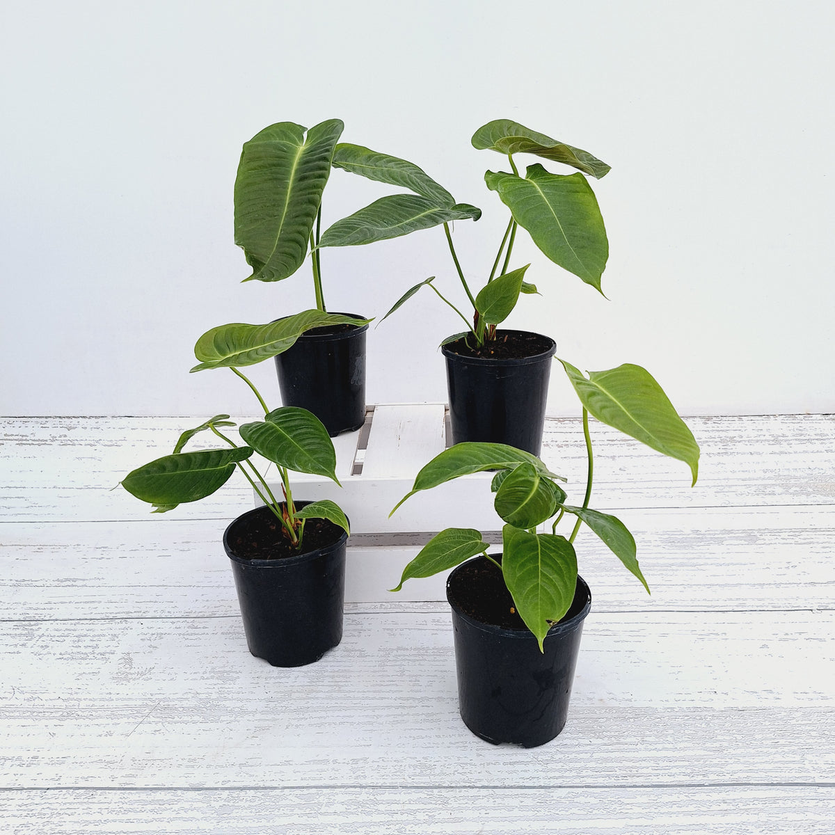Anthurium veitchii