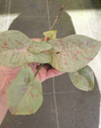 Syngonium podophyllum Confetti