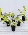 Philodendron pedatum 'Florida Ghost'