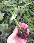 Monstera 'adansonii Mint' - Bare Bottom Baby