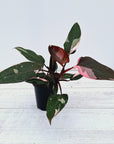 Philodendron erubescens ‘Pink Princess’