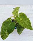 Philodendron giganteum Blizzard