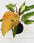 Philodendron erubescens Strawberry Shake