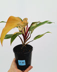 Philodendron erubescens Strawberry Shake