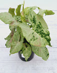 Syngonium podophyllum Confetti Tricolour