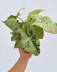 Syngonium podophyllum Confetti Tricolour