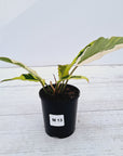 Philodendron serratum Caramel Marble Albo