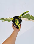 Philodendron serratum Caramel Marble Albo