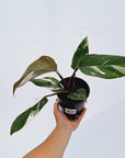 Philodendron erubescens Red Anderson