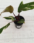 Philodendron erubescens Red Anderson