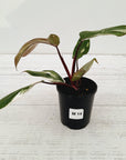 Philodendron erubescens Red Anderson