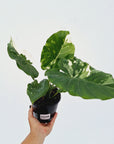 Alocasia Okinawa Silver