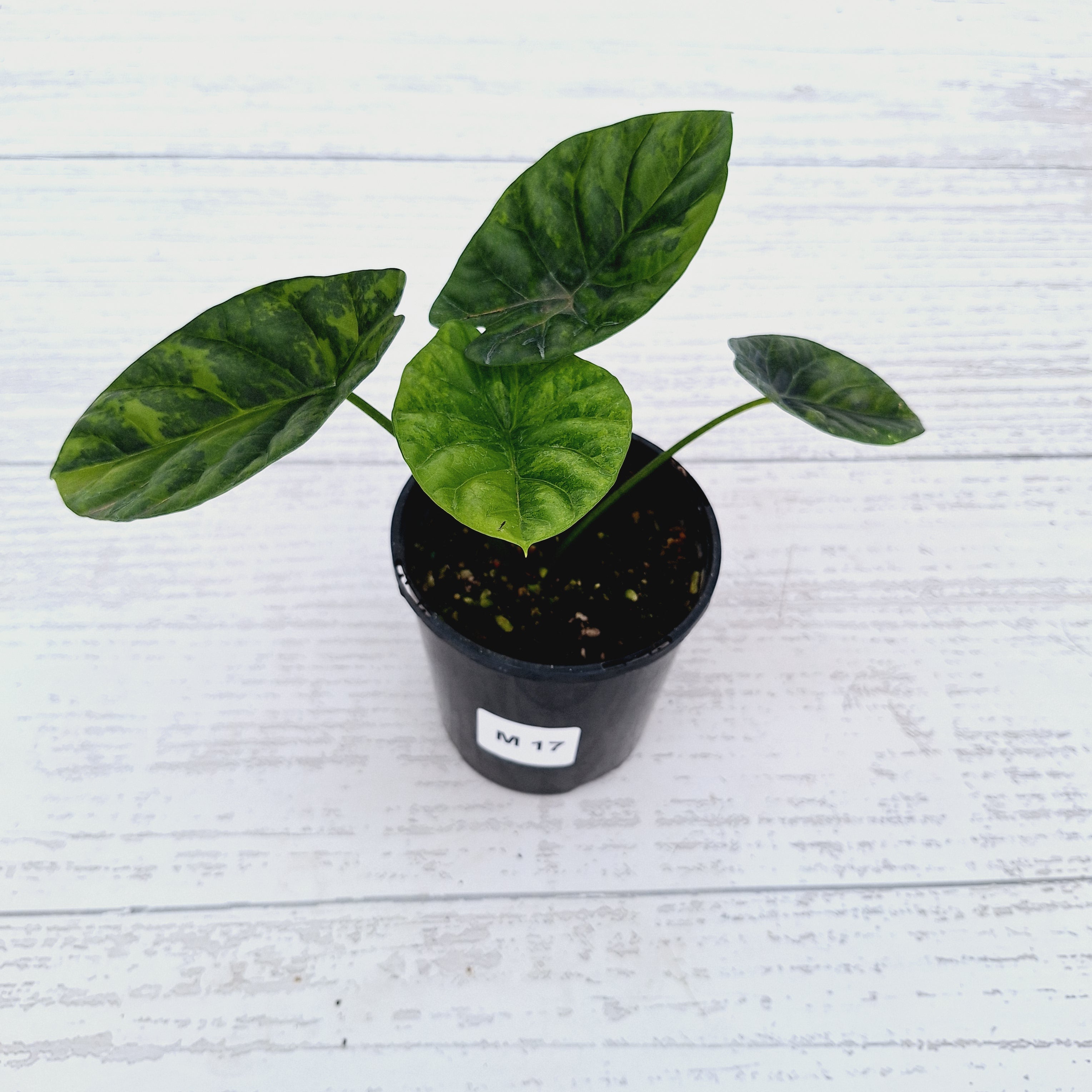 Alocasia sinuata &#39;Quilted Dream&#39; Variegata