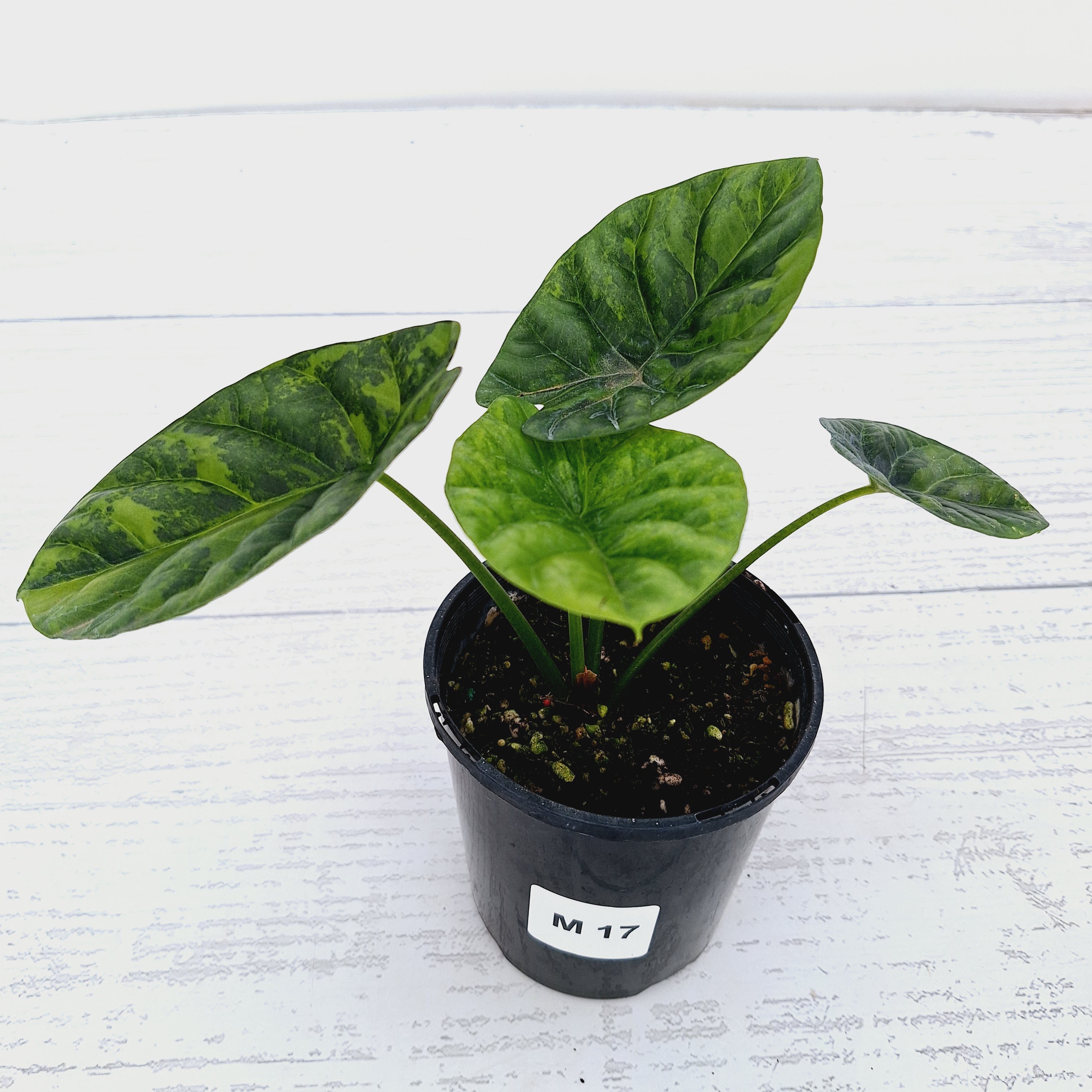 Alocasia sinuata &#39;Quilted Dream&#39; Variegata