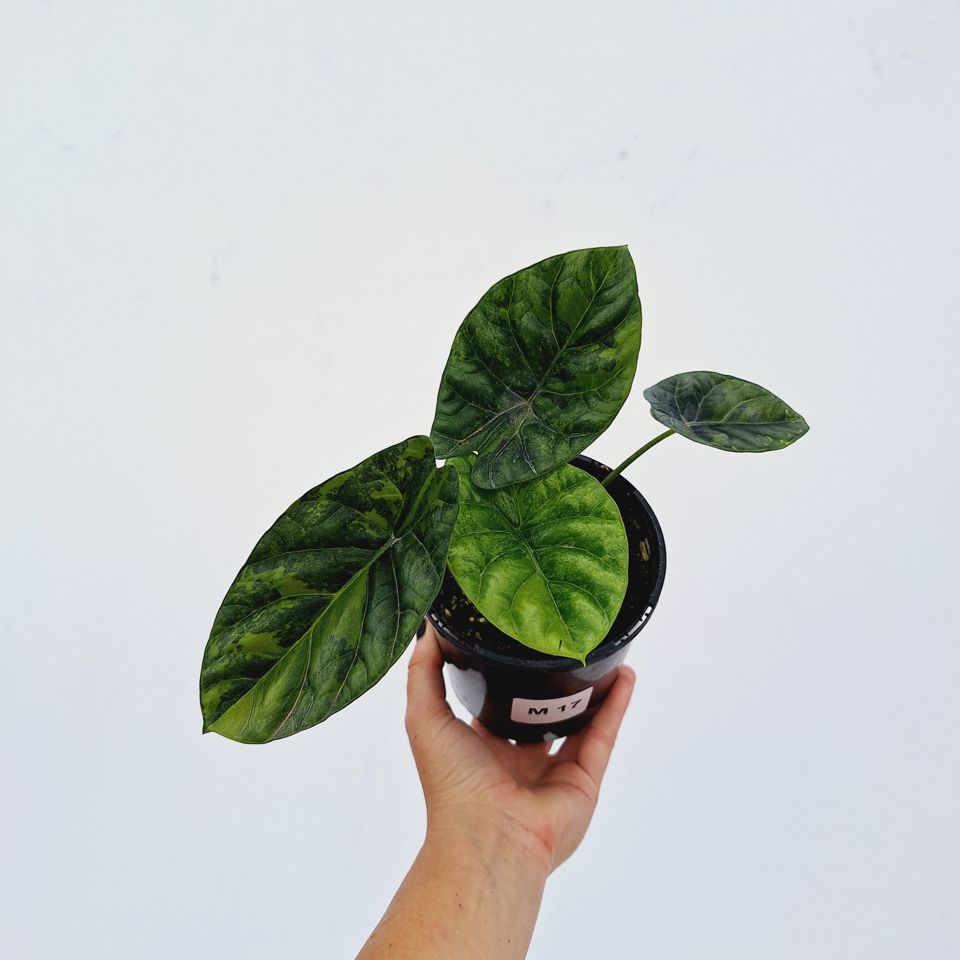 Alocasia sinuata &#39;Quilted Dream&#39; Variegata