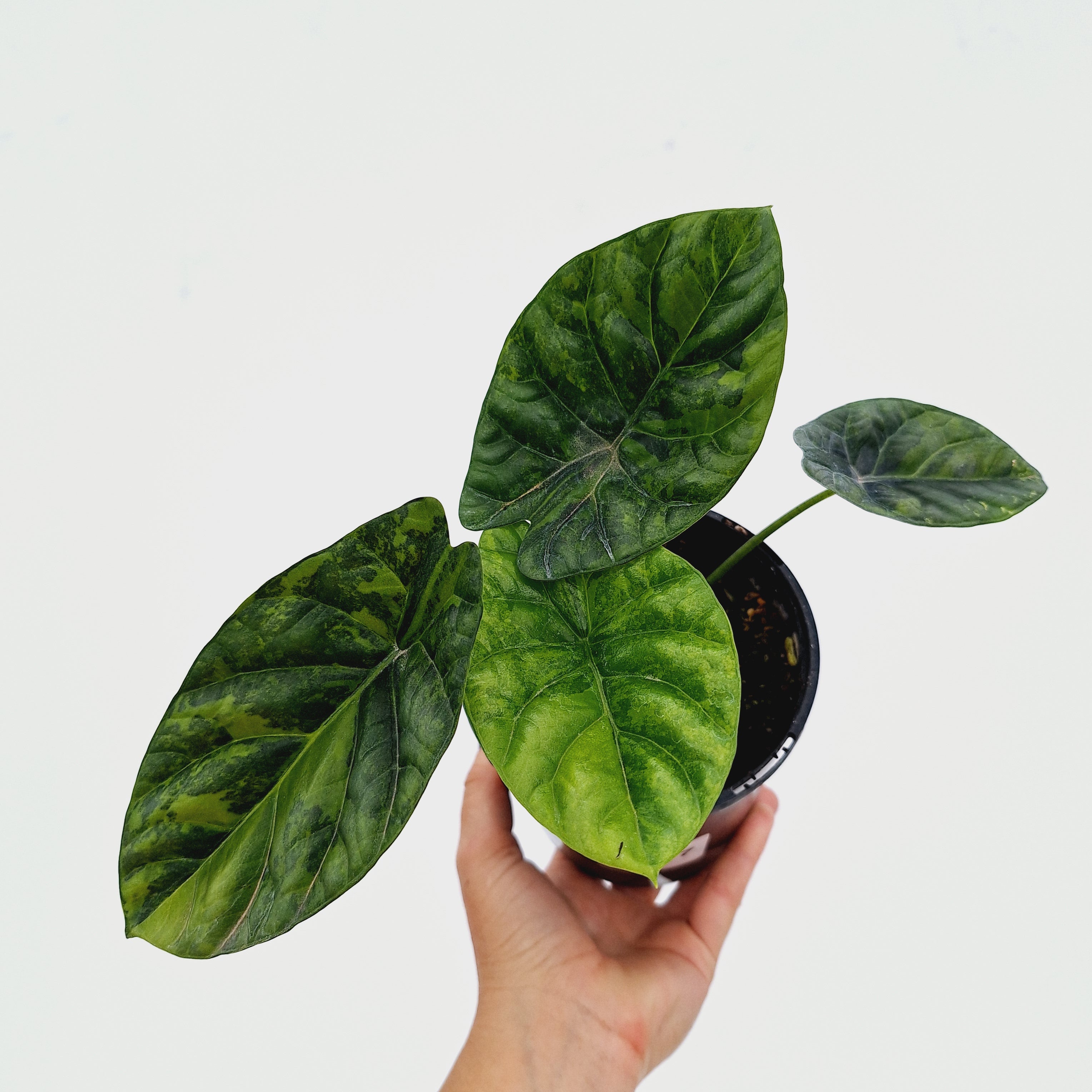 Alocasia sinuata &#39;Quilted Dream&#39; Variegata