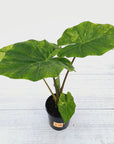 Alocasia Portora Variegata