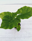 Alocasia Portora Variegata