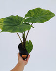 Alocasia Portora Variegata