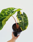 Alocasia Pink Dragon Variegata