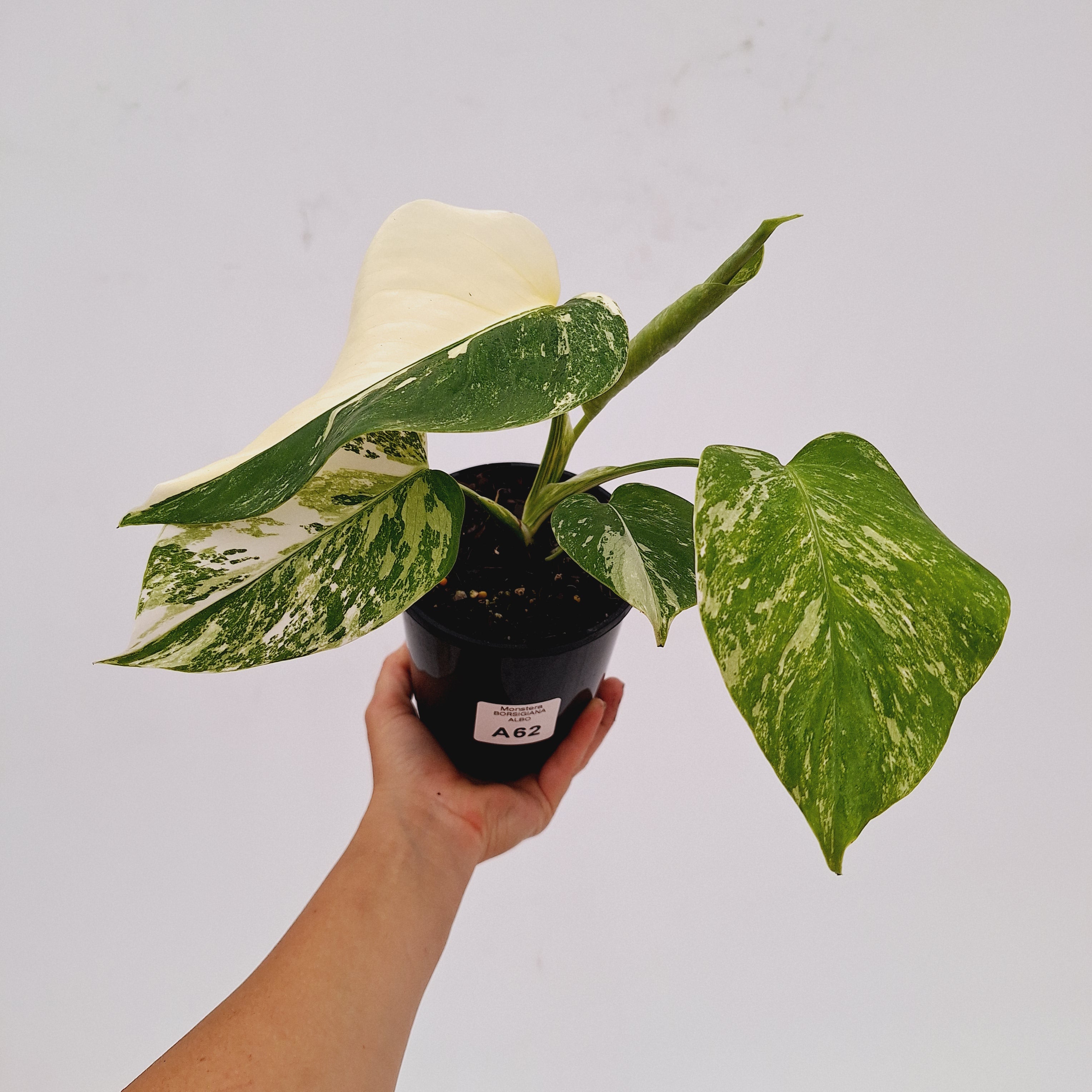 Monstera borsigiana &#39;Albo&#39;