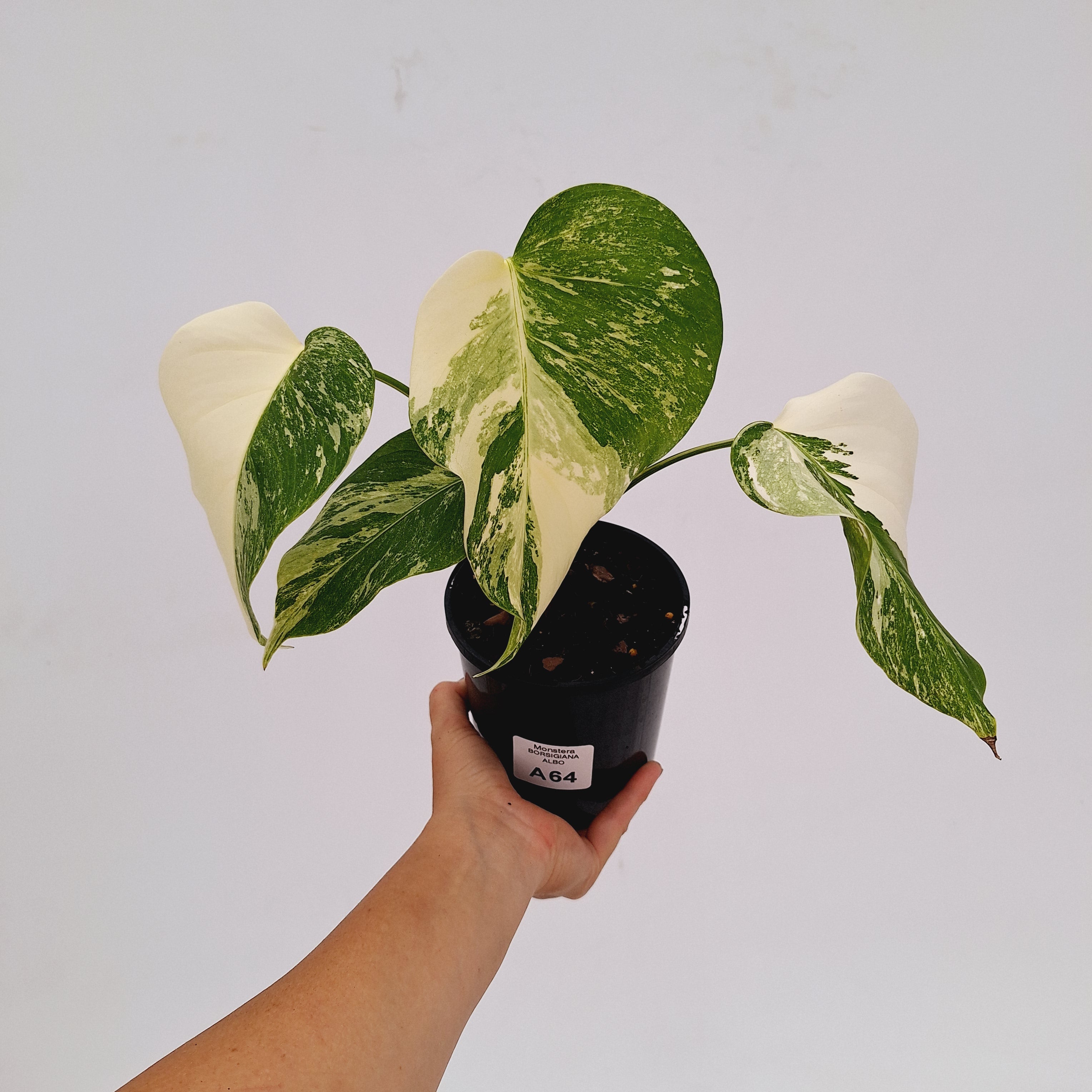 Monstera borsigiana &#39;Albo&#39;