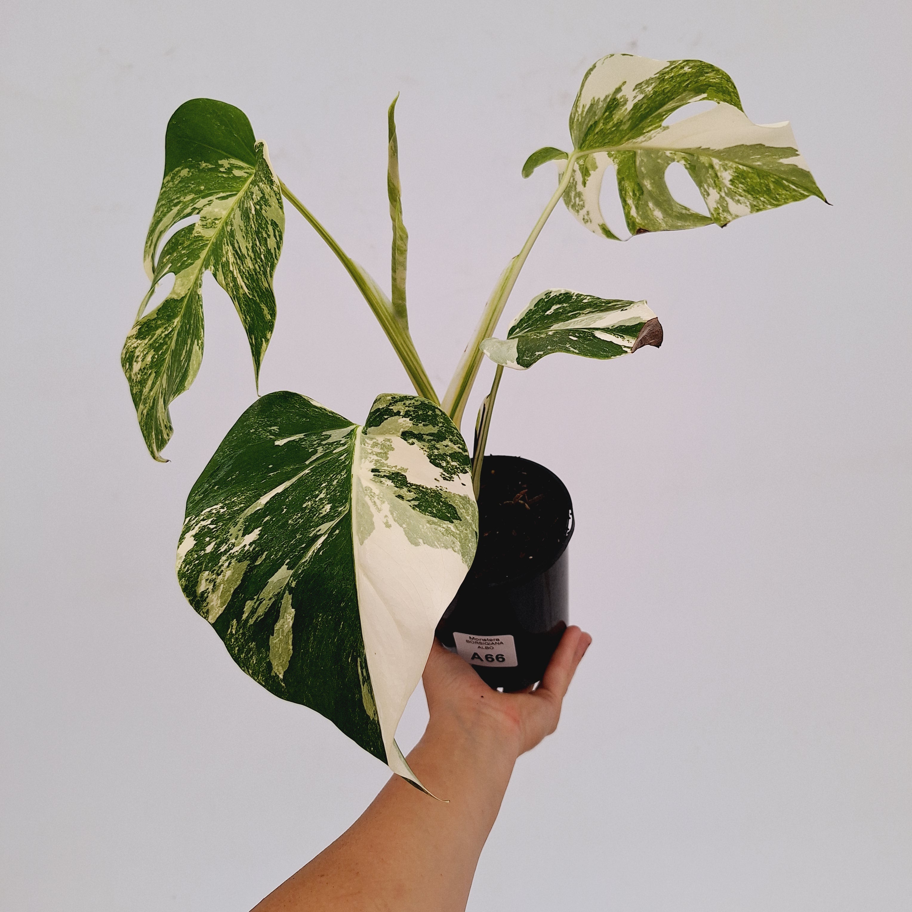 Monstera borsigiana &#39;Albo&#39;