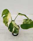 Monstera borsigiana 'Albo'