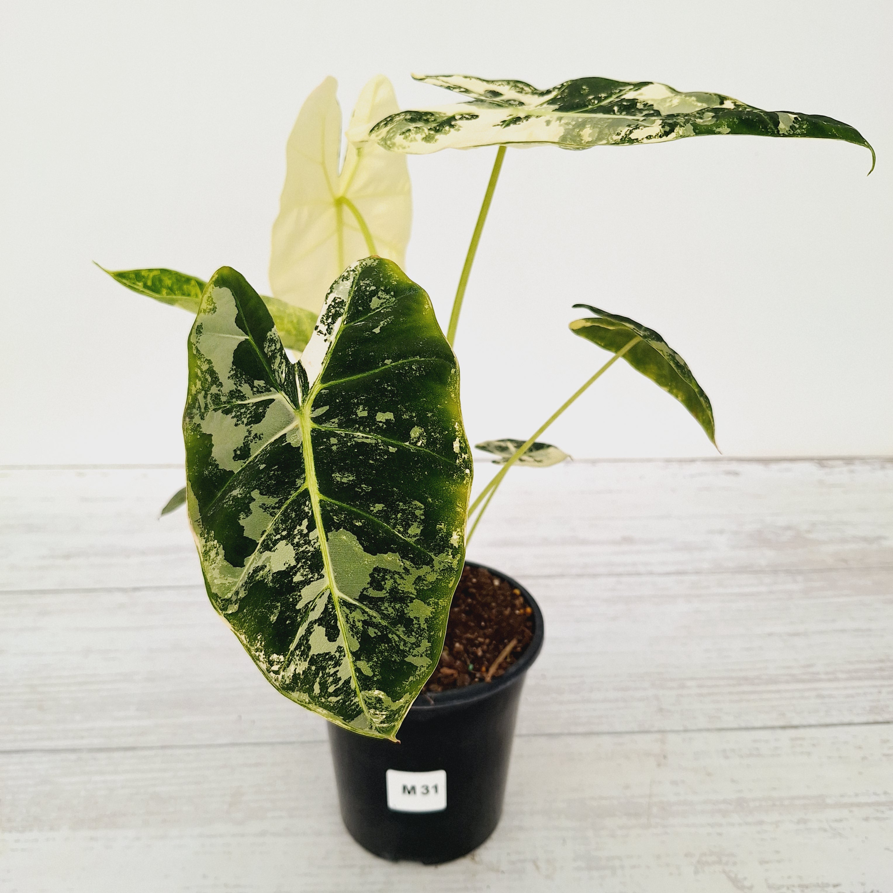 Alocasia micholitziana Frydek Variegata