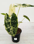 Alocasia micholitziana Frydek Variegata