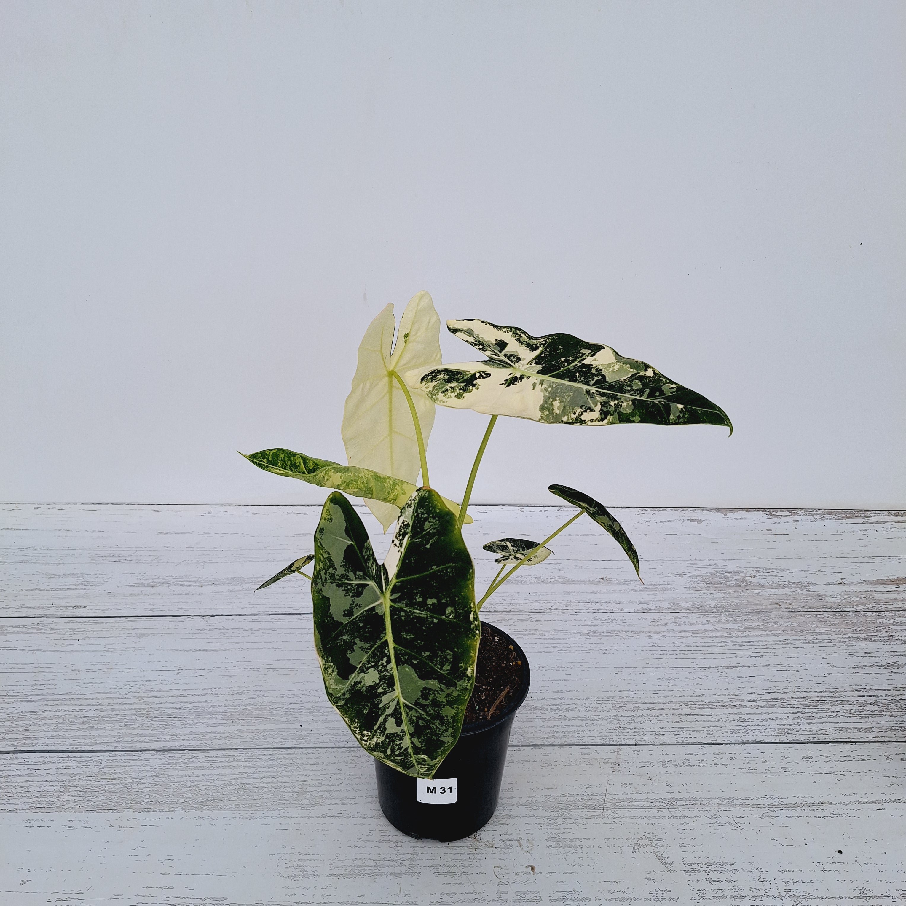 Alocasia micholitziana Frydek Variegata