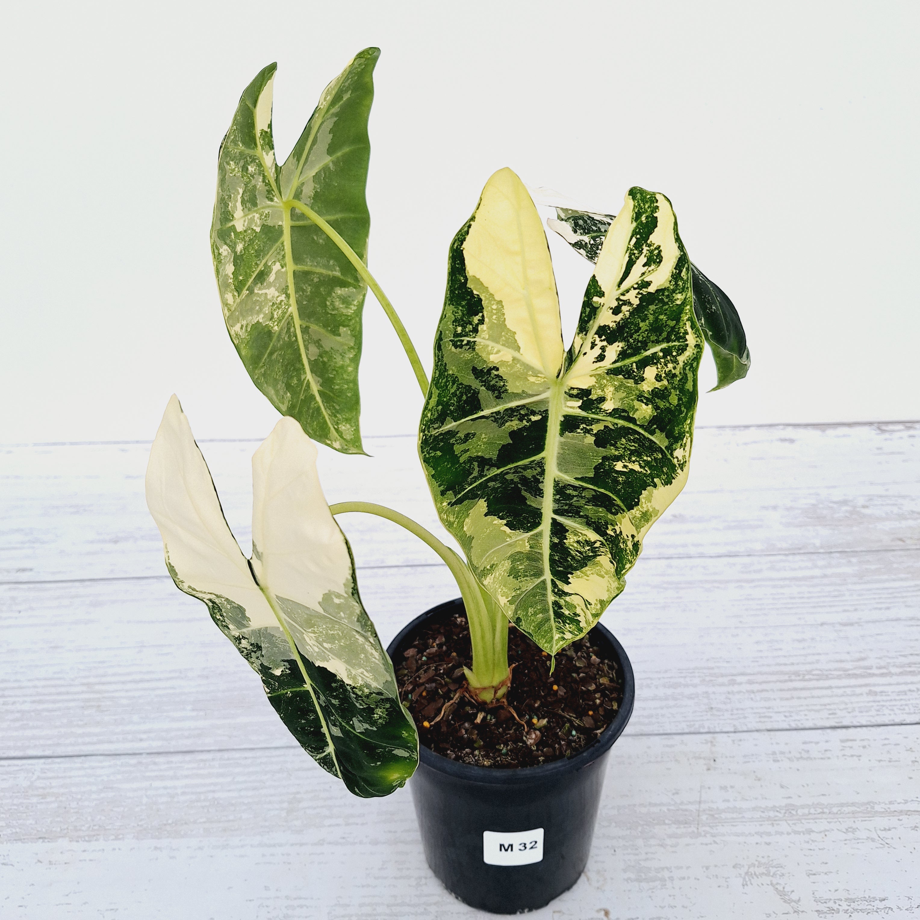 Alocasia micholitziana Frydek Variegata