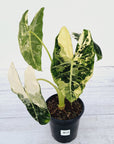 Alocasia micholitziana Frydek Variegata