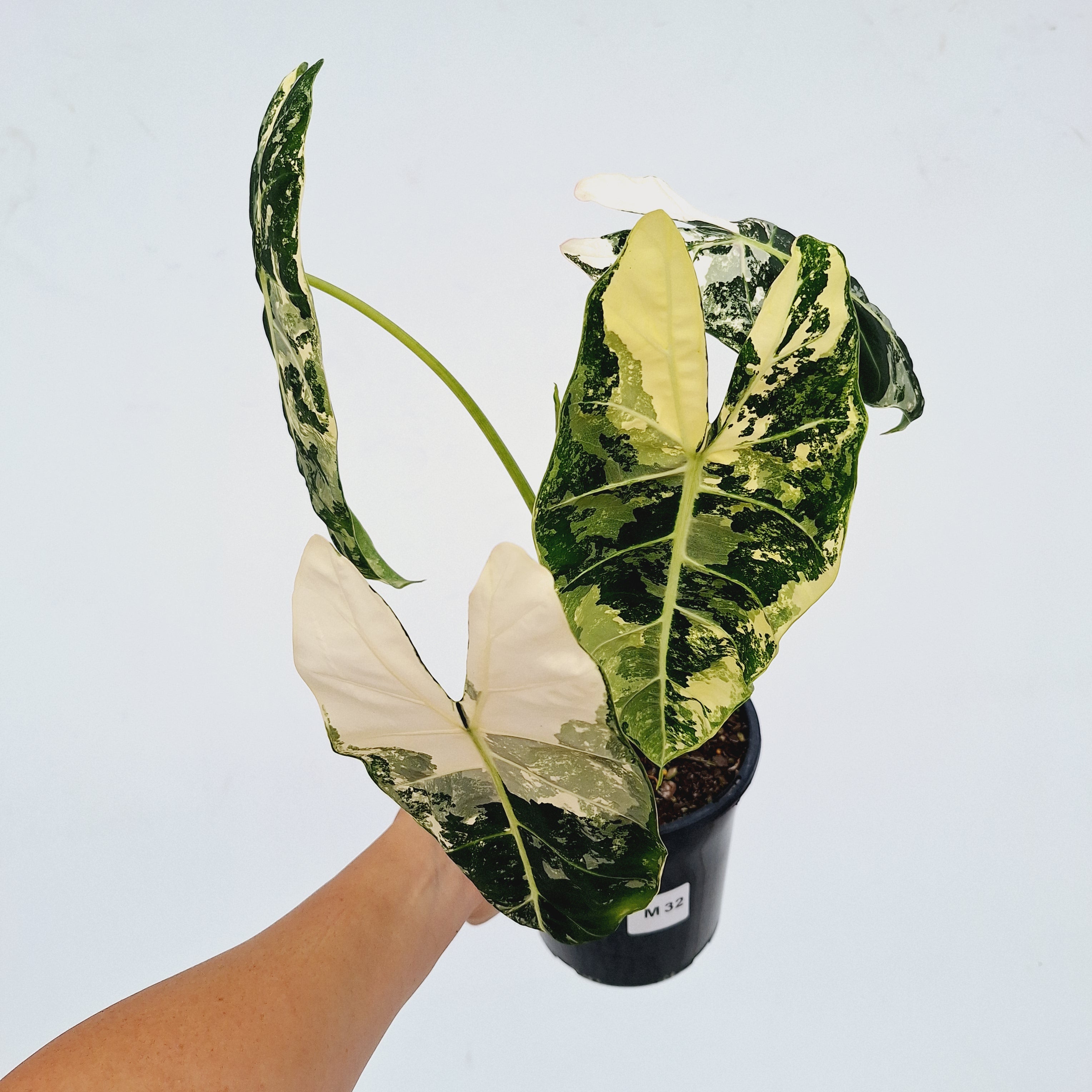 Alocasia micholitziana Frydek Variegata