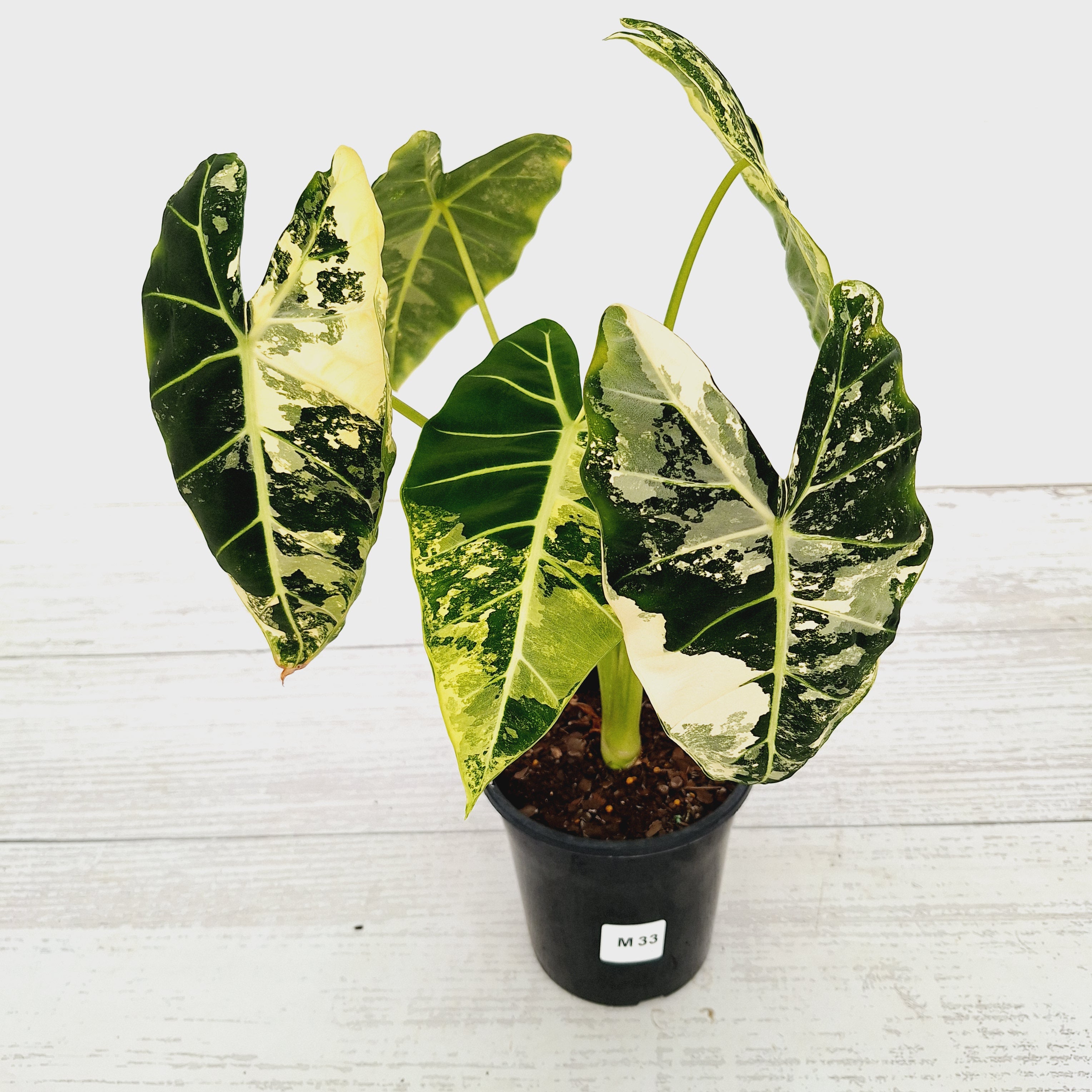 Alocasia micholitziana Frydek Variegata