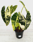 Alocasia micholitziana Frydek Variegata