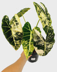 Alocasia micholitziana Frydek Variegata