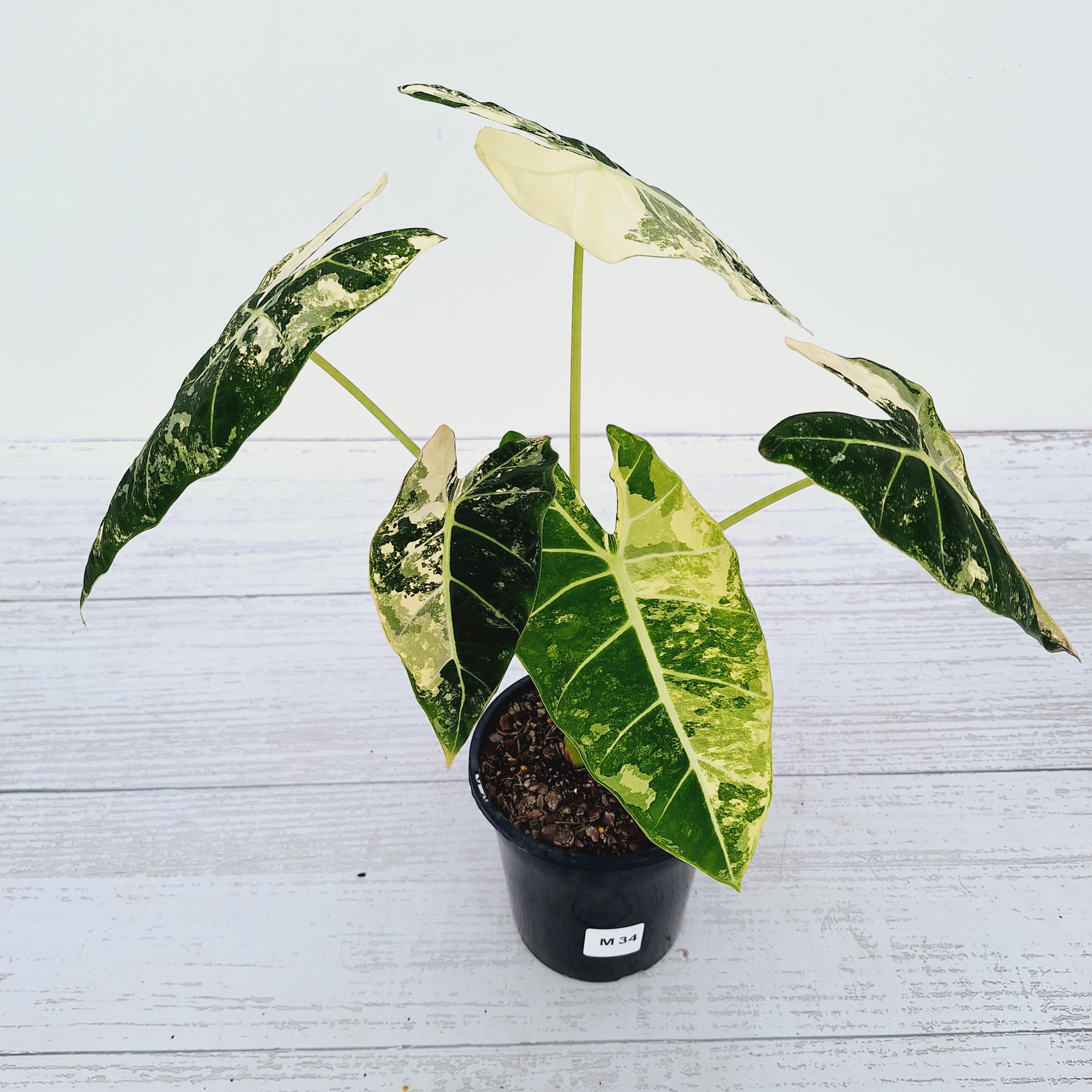 Alocasia micholitziana Frydek Variegata