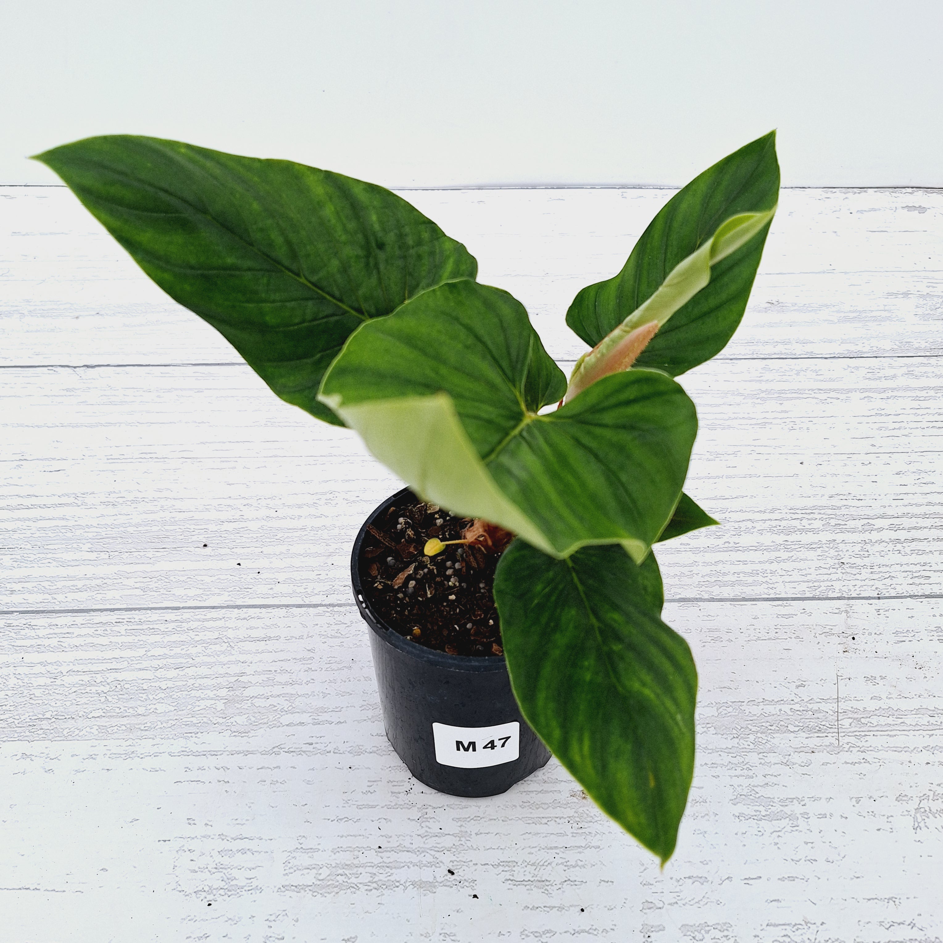 Philodendron squamicaule