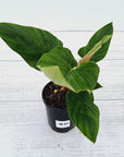 Philodendron squamicaule