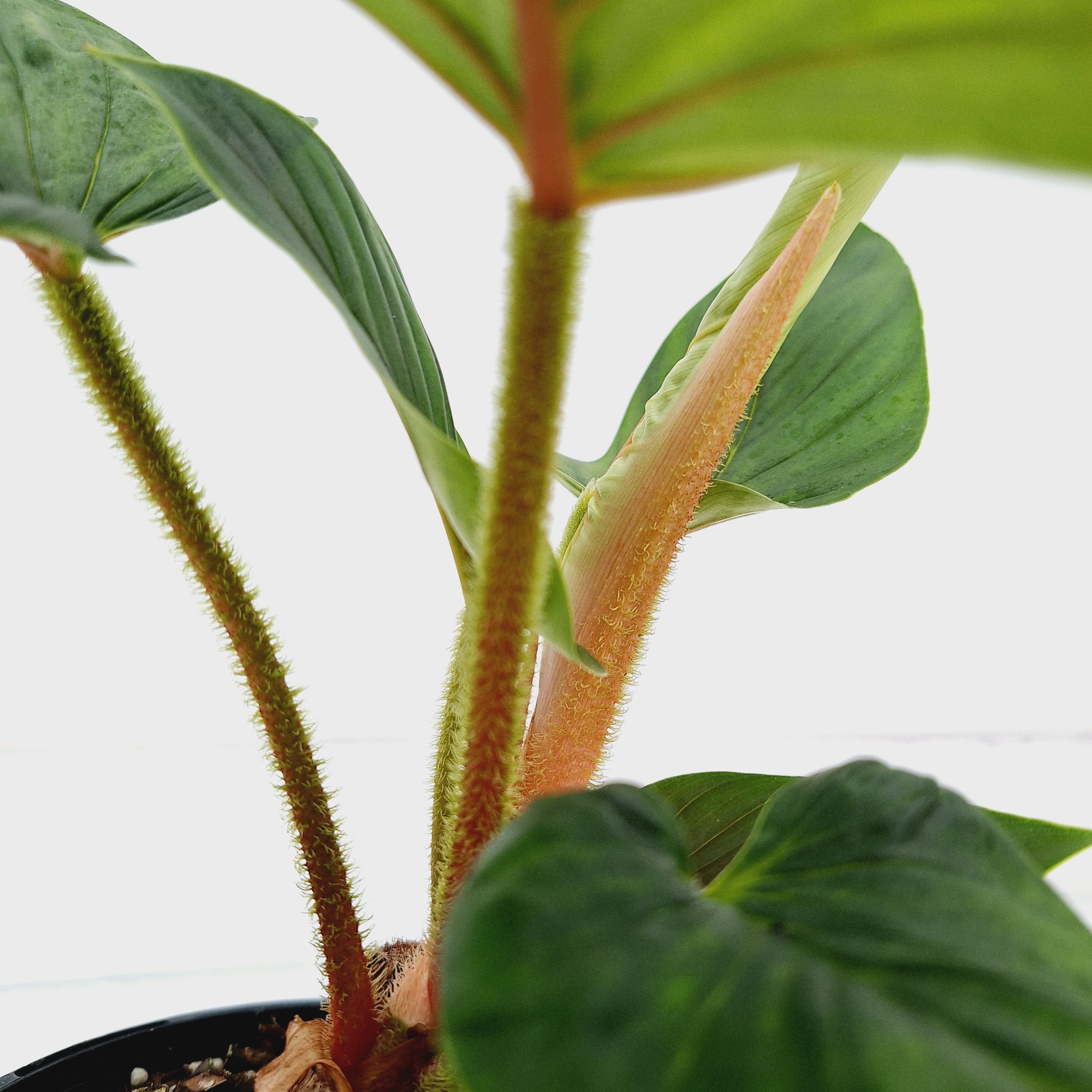 Philodendron squamicaule