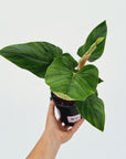 Philodendron squamicaule