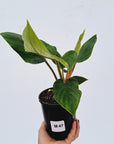 Philodendron squamicaule