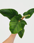 Philodendron squamicaule