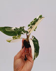 Alocasia lauterbachiana Albo Variegata - Bare Bottom Baby