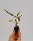 Alocasia lauterbachiana Albo Variegata - Bare Bottom Baby