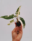 Alocasia lauterbachiana Albo Variegata - Bare Bottom Baby