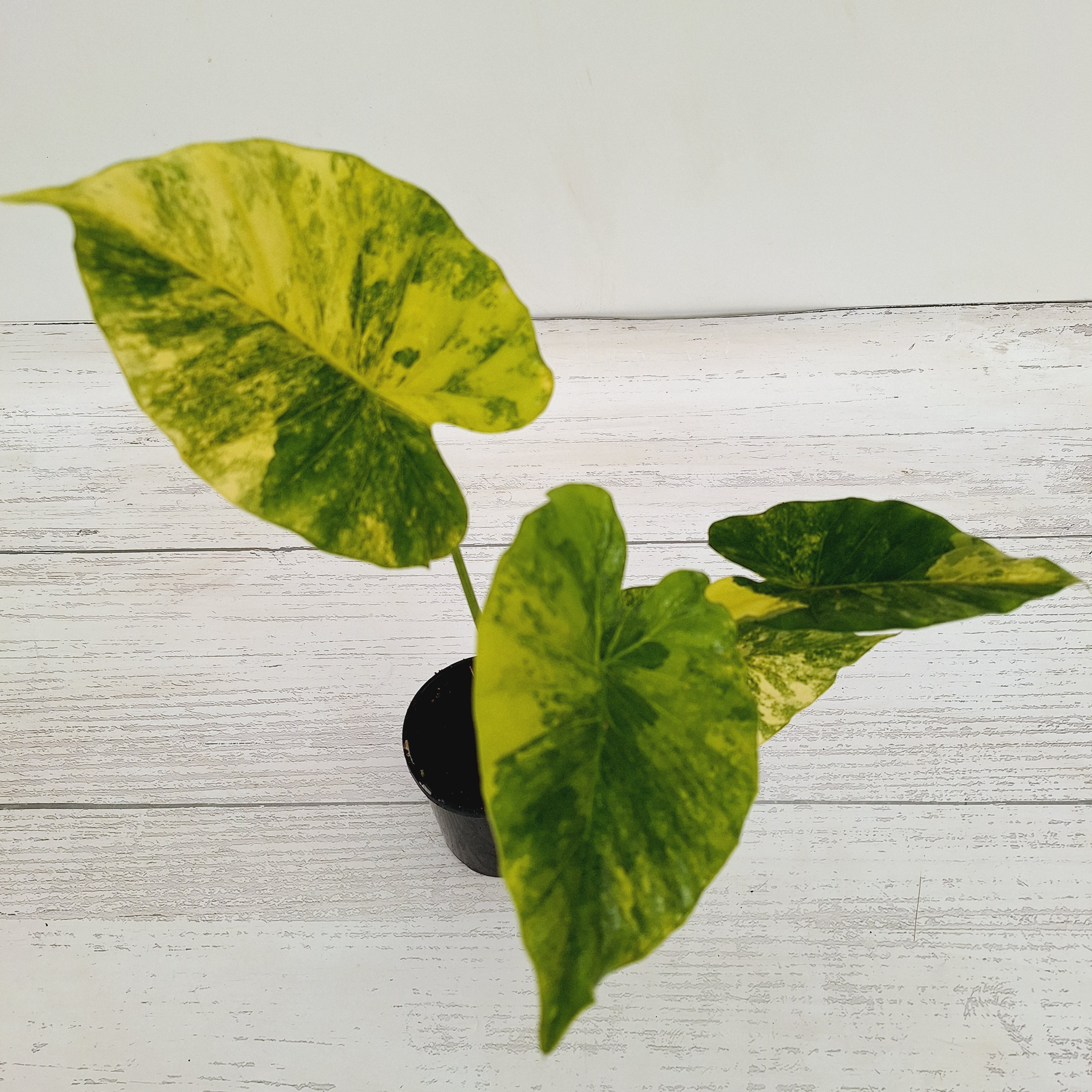 Alocasia Odora &#39;California Aurea Variegata&#39;